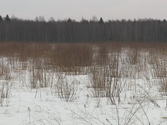 Кимры против появления новой свалки