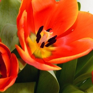 Поздравление А. Н. Епишина с Международным женским днем 8 Марта