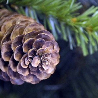 С наилучшими пожеланиями в Новом году!