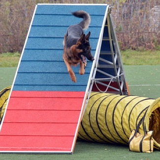Всеобщая тверская собачья перепись: старт дан