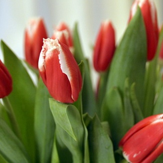 8 марта – Международный женский день